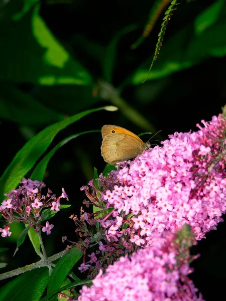 Летняя Сирень Бабочкой — стоковое фото