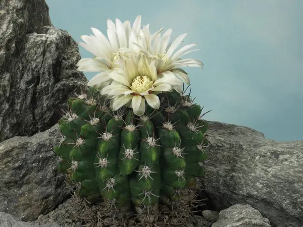 Gymnocalycium Mostii Cactus Plant — Stock Photo, Image