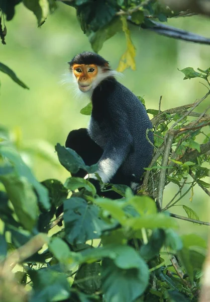 Macaco Roupa Macaco Roupa Vermelha Coxa Douc Langur Pygathrix Nemaeus — Fotografia de Stock
