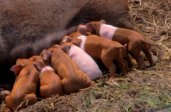 红胸猪抗议猪 丹麦抗议猪 德国鞍背猪分部红胸猪 — 图库照片