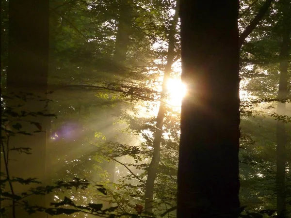 Maulbronn Brouillard Dans Forêt Avec Des Rayons Soleil Rétro Éclairés — Photo
