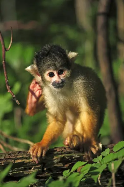 Common Squirrel Monkey Saimiri Scihabus Южная Америка Взрослый Дереве Common — стоковое фото