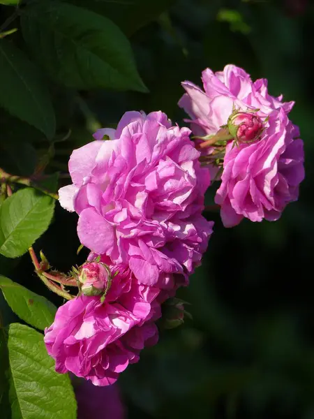 Розовая Роза Цветы — стоковое фото