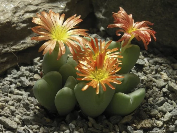 コントフィトリウム ビルボウム カクタス植物 — ストック写真
