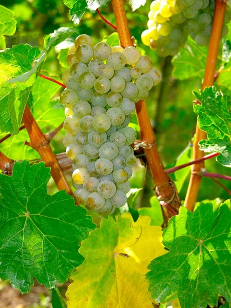 Uvas Vinhos Vinho Branco — Fotografia de Stock