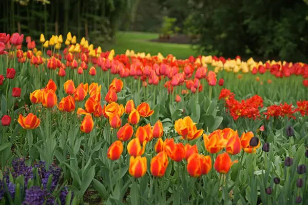 Bahçedeki Renkli Laleler — Stok fotoğraf