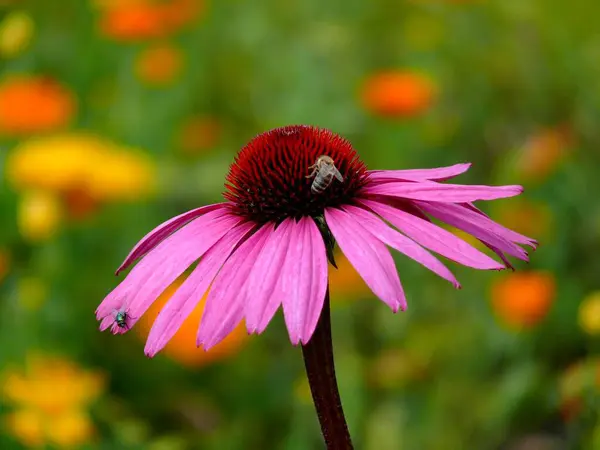 Yaz Çiçekleri Ebedi Yıllıklar Bitki Bahçesi Şifalı Bitki Mor Koni — Stok fotoğraf