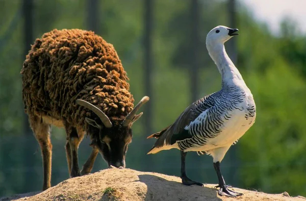 Upland Goose Chloephaga Picta — Stock Photo, Image