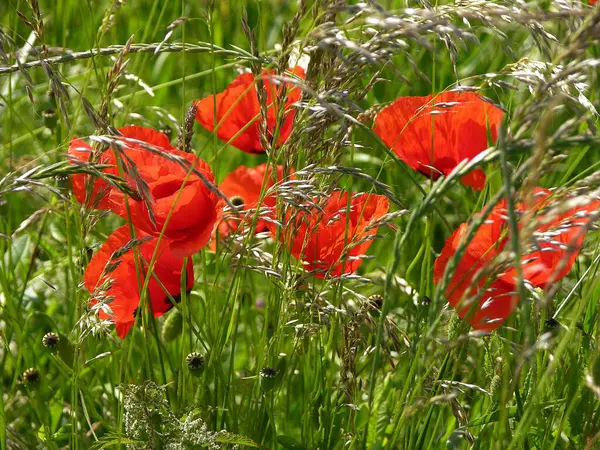 Fleurs Pavot Papaver Rhoeas Aussi Coquelicot Fleurs Sauvages Mauvaises Herbes — Photo