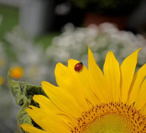 Sonnenblume Garten — Stockfoto