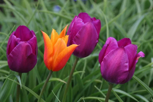 Beautiful Tulips Nature Background — Stock Photo, Image