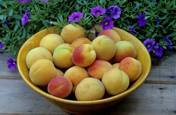 Albaricoques Prunus Armeniaca Productos Compota Mermelada Prunus Spc Albaricoque Albaricoques — Foto de Stock