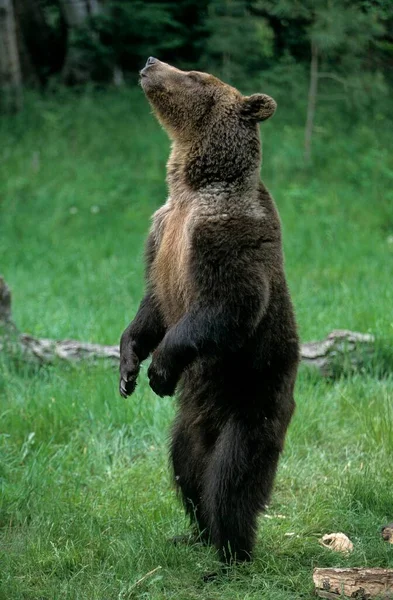 Grizzly Bear Ursus Arctos Horribilis Grisli Grisly Male Subspecies Brown — Stock Photo, Image