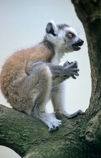 Lemur Rudy Lemur Catta Półmałpa Lemur Zoo Gettorf — Zdjęcie stockowe