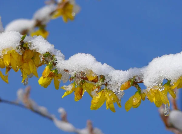 Цветок Форсиции Снегом — стоковое фото