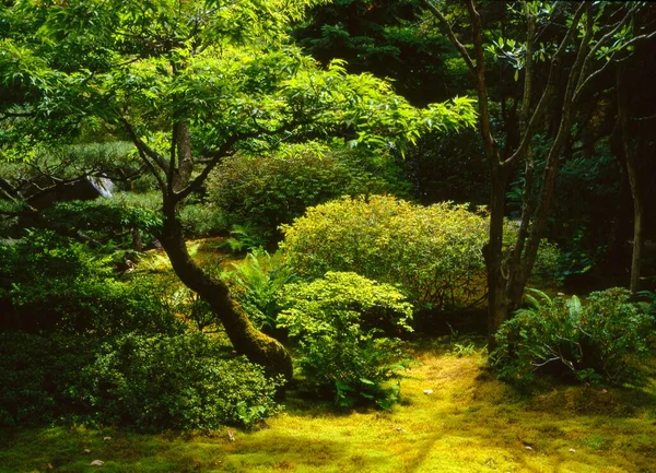 Японский Сад Сиэтле Вашингтон Сша Северная Америка — стоковое фото