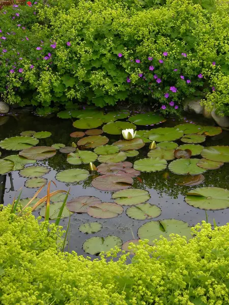 ウォーターリリー池美しい景色 — ストック写真