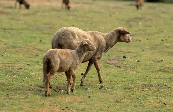 草地上的红头羊 — 图库照片
