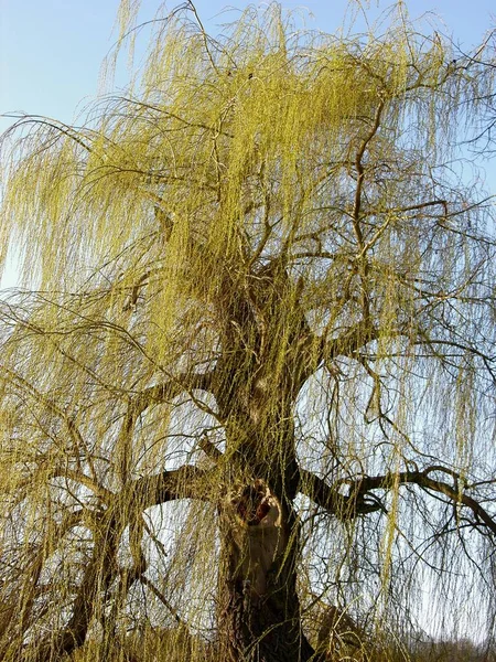 Weeping Willow New Driving Out White Willow Salix Alba Weeping — Stock Photo, Image