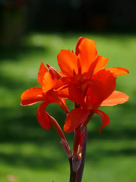 Canna Floração Vermelha Cana Flor Canna Hybrid — Fotografia de Stock