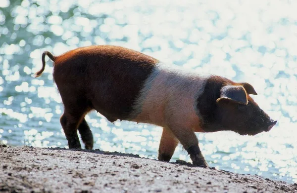 Red Breasted Husum Protest Pig Danish Protest Pig German Saddleback — Stock Photo, Image