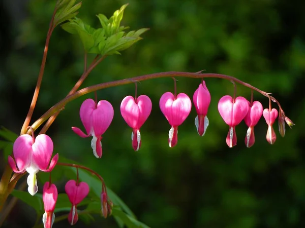 Coração Lacrimejante Com Flores Coração Lacrimejante Também Flor Coração Chamada — Fotografia de Stock
