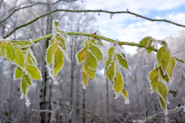 マウルブロン 緑の葉が付いている森の霜 — ストック写真