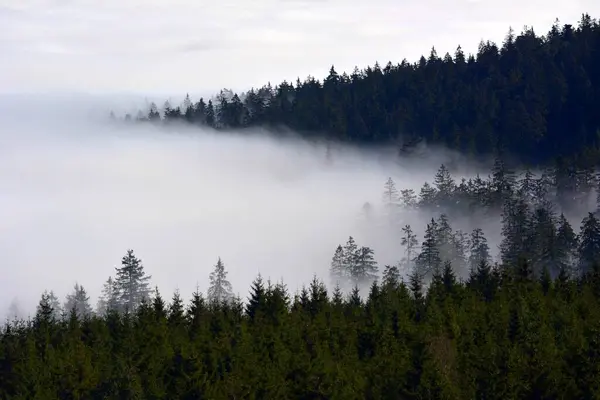 Βόρεια Μαύρο Δάσος Κοντά Στο Kaltenbronn Θέα Από Hohlohturm Kaiser — Φωτογραφία Αρχείου
