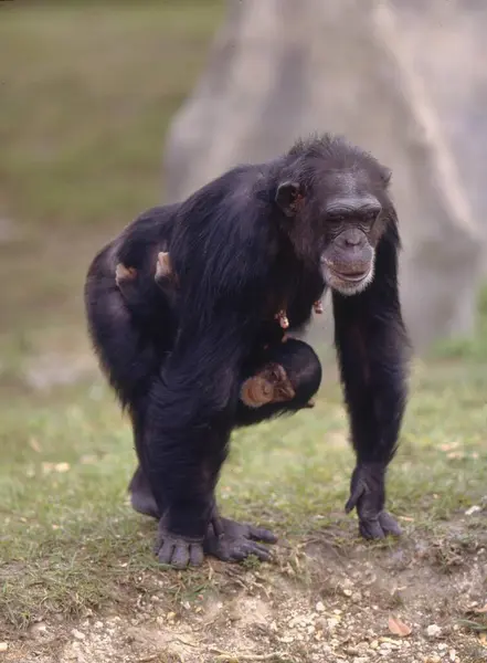 Chimpanzé Comum Pan Troglodytes Com Juvenil — Fotografia de Stock