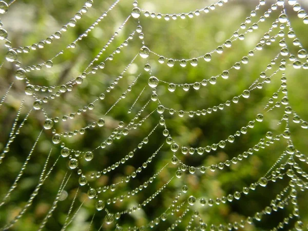 Close Raindrops Spider Web Rain — Stock Photo, Image