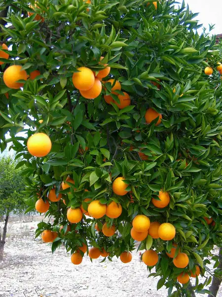 Naranjas Árbol Naranjas — Foto de Stock