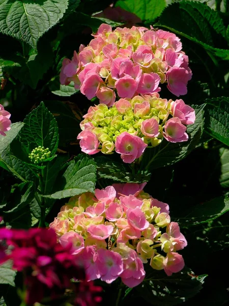 Flori Hortensie Care Cresc Grădină — Fotografie, imagine de stoc
