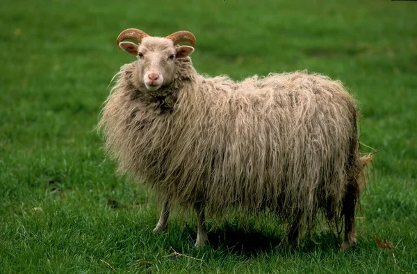白角山山羊 — 图库照片