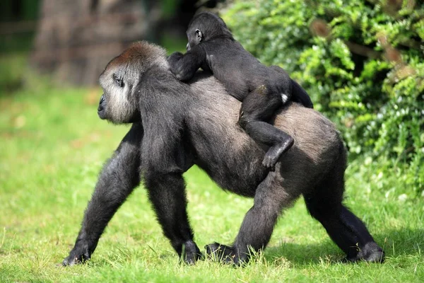Västra Låglandet Västra Gorilla Gorilla Gorilla Hona Med Ung Rygg — Stockfoto