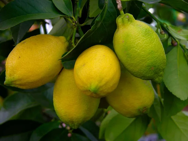 木の上のレモン — ストック写真