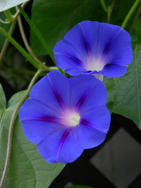 Prakt Bindweed Blomma Prakt Bindweed Ipomoea Purpurea — Stockfoto