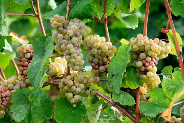 収穫グレープの前にブドウのブドウ ヴァイスティヌーラ ブドウ 収穫の直前に収穫 ブドウ ブドウの束 収穫グレープの前に パラチネート ドイツ ヨーロッパ — ストック写真