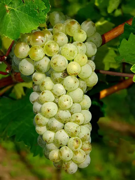 Uvas Videira Vinho Branco — Fotografia de Stock
