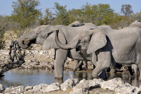Elefantes Africanos Loxodonta Africana Rebaño Que Bebe Cuenca Kalkheuvel Parque —  Fotos de Stock