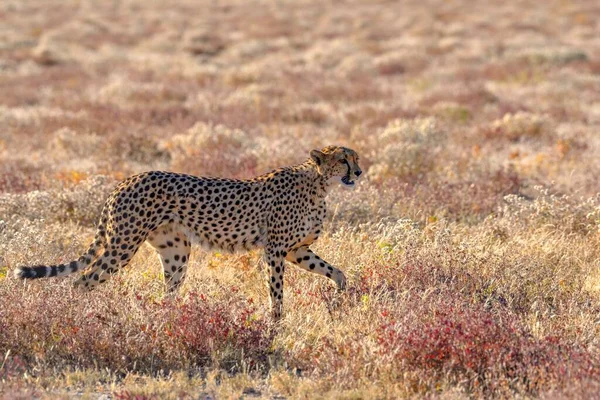 Cheetah (Acinonyx jubatus), male runs in dry grassland, near Namutoni, Etosha National Park, Kunene region, Namibia, Africa