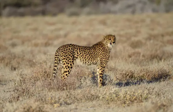 Cheetah Acinonyx Jubatus Macho Encuentra Pastizales Secos Cerca Namutoni Parque — Foto de Stock