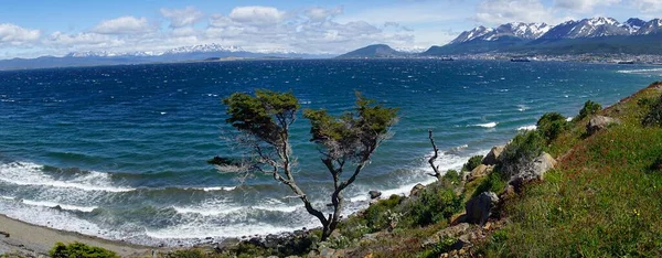 Beagle Kanalı Ndaki Devrilmiş Ağaç Ushuaia Tierra Del Fuego Eyaleti — Stok fotoğraf