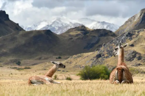 Guanacos Lama Guanicoe Presa Animal Joven Parque Patagonia Careetera Austral —  Fotos de Stock