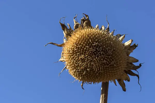 Empty Blossom Dried Sunflower Helianthus Annuus Blue Sky Bavaria Germany — Stock Photo, Image