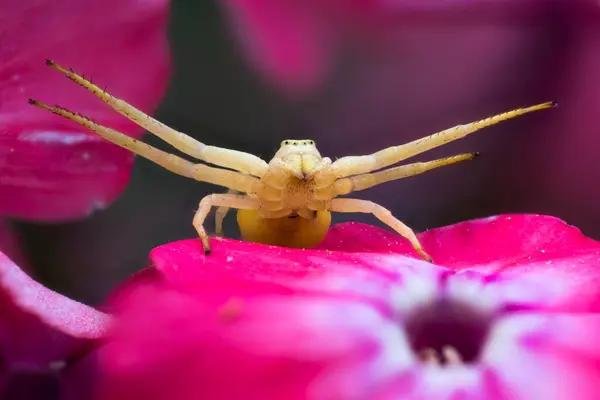 Krabí Pavouk Zlatý Misumena Vatia Fialovém Květu Phlox Phlox Paniculata — Stock fotografie