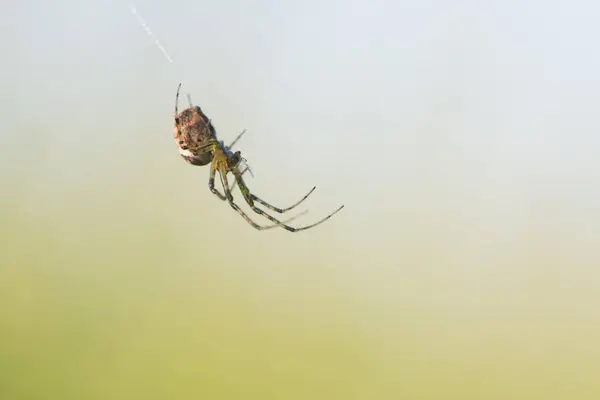 Longleuwed Orbweaver Meta Segmentata Hämähäkinseitissä Emsland Niedersachsen Saksa Eurooppa — kuvapankkivalokuva