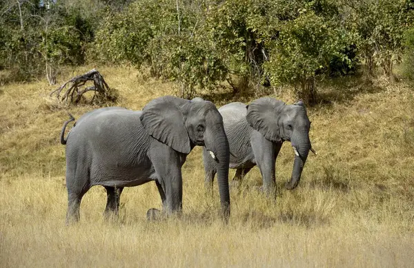Elefantes Africanos Loxodonta Africana Caminando Por Paisaje Arbustivo Savuti Parque — Foto de Stock