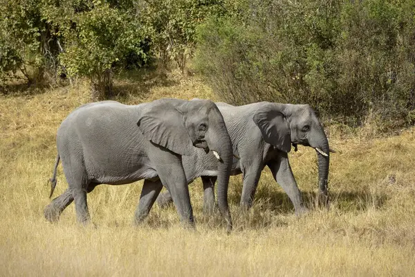 stock image African elephants (Loxodonta africana) walking through bush landscape, Savuti, Chobe National Park, Bostwana