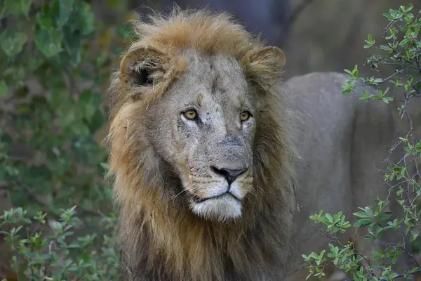León Panthera Leo Macho Arbustos Retrato Animal Región Khwai Distrito —  Fotos de Stock