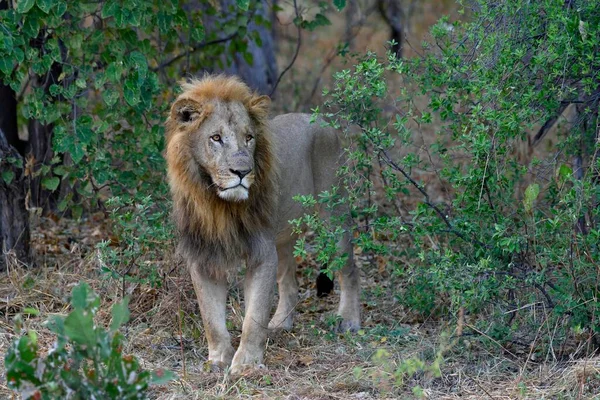 Lion Panthera Leo Male Standing Bushes Khwai Region North West — Stock Photo, Image